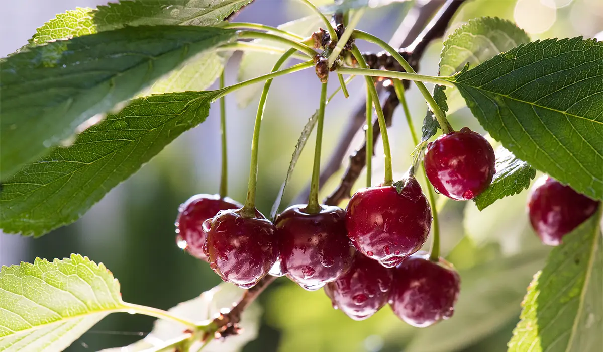 نهال آلبالو